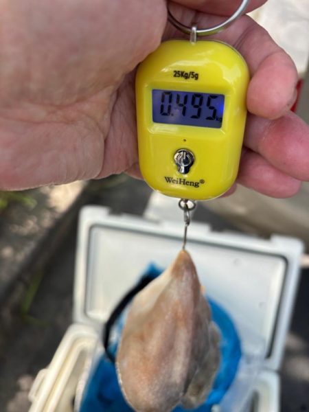 今季初タコ調査