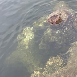 雨☔の合間にオクトパッシング🐙
