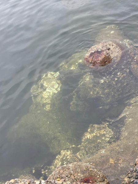 雨☔の合間にオクトパッシング🐙