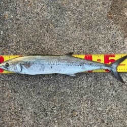 久々のサゴシ釣果