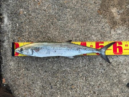 久々のサゴシ釣果