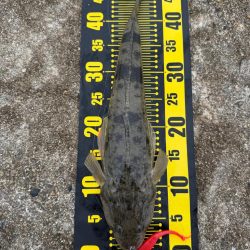 フラットフィッシュ