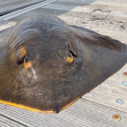 100均アミエビ +で