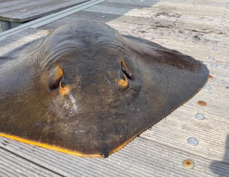 100均アミエビ +で