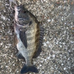 エビ撒きでチヌ活性高いです