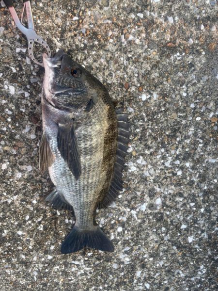 エビ撒きでチヌ活性高いです