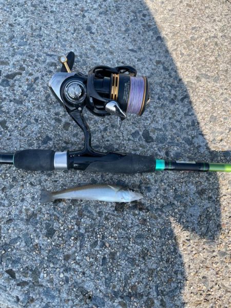 キス釣り　イソメパターンってあるの…か？