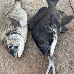 雨上がりのエビ撒き