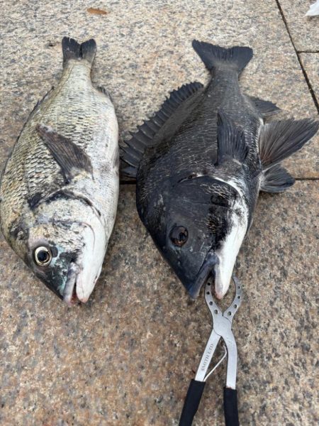 雨上がりのエビ撒き