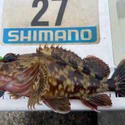 年間1匹:シロギスタのコール&レスポンス