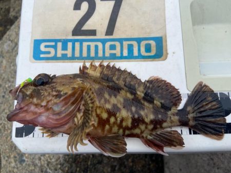 年間1匹:シロギスタのコール&レスポンス