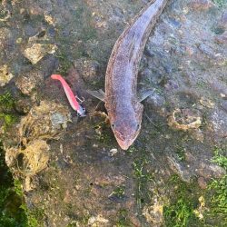 久しぶりの釣果