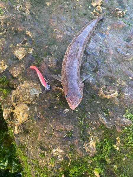 久しぶりの釣果
