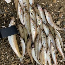 シロギス釣り