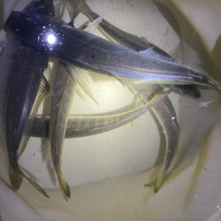 入れ食いでした🐟