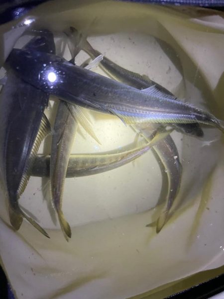 入れ食いでした🐟