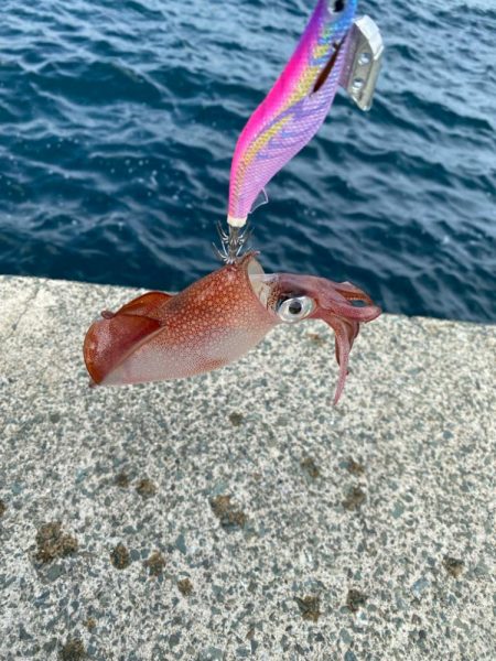 デイゲームケンサキ