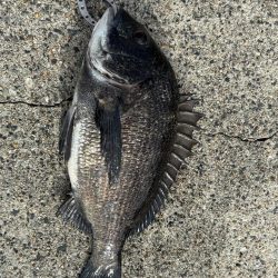 エビ撒きチヌ好調です♪