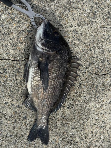 エビ撒きチヌ好調です♪