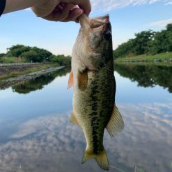 朝一フィッシュ