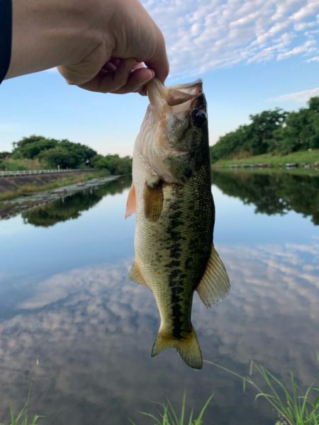 朝一フィッシュ