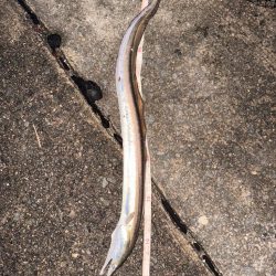 ロックフィッシュ狙いでしたが