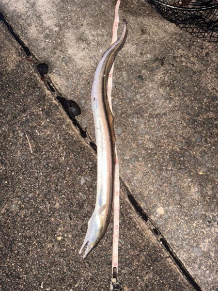 ロックフィッシュ狙いでしたが