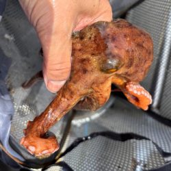 大荒れ明石へタコ