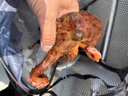 大荒れ明石へタコ