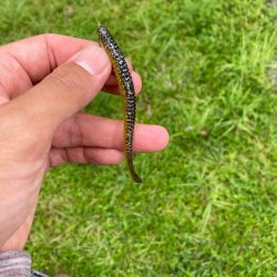 いよいよ夏本番のタフレイク