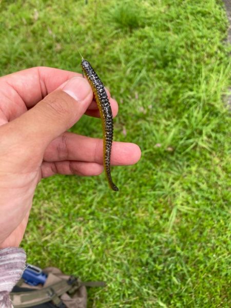 いよいよ夏本番のタフレイク