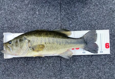 1日ボート釣行!