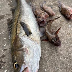 エビ撒きでガシラ、セイゴ釣れました