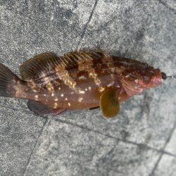 ライトショアジギング