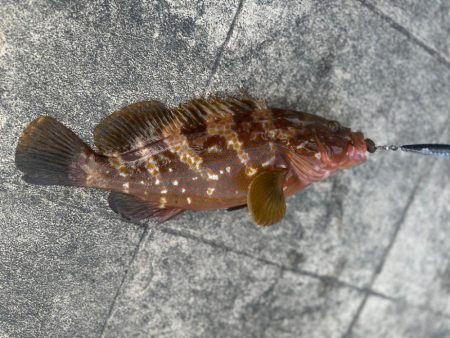 ライトショアジギング