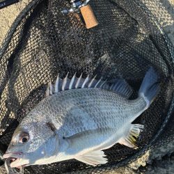 淀川チニング沖目キビレの溜まり場狙い撃ち