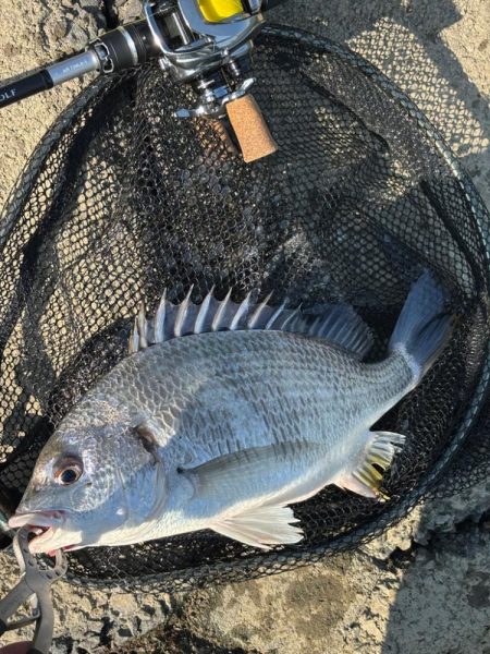 淀川チニング沖目キビレの溜まり場狙い撃ち