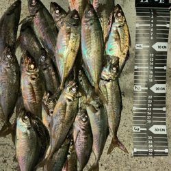 風裏でマアジ爆釣