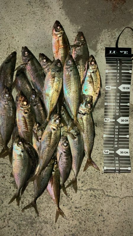 風裏でマアジ爆釣