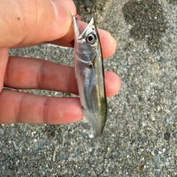 姫路豆鯵釣果一番乗り！！とサワラ⁈