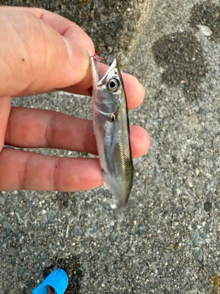 姫路豆鯵釣果一番乗り！！とサワラ⁈