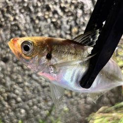 彼方には居ないけど、此方には居た！