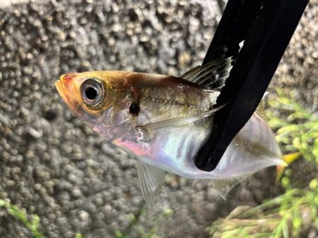 彼方には居ないけど、此方には居た！