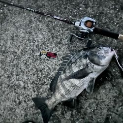 あれ？おチヌさんイージー？vol.1