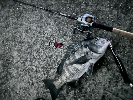 あれ？おチヌさんイージー？vol.1