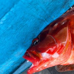 ボートロックフィッシング