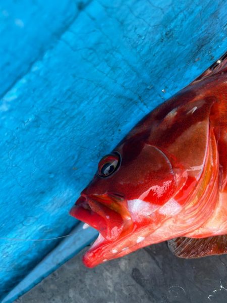 ボートロックフィッシング