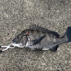 チヌやカンダイ釣れました