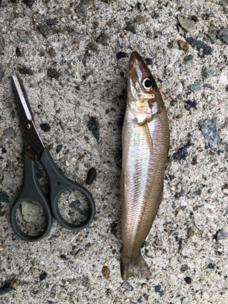 キスまだかな？