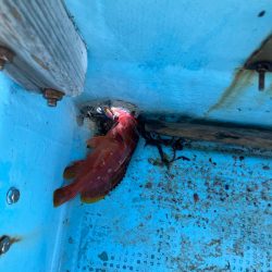 ロックフィッシュ